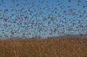 Madagascar Locust Plague