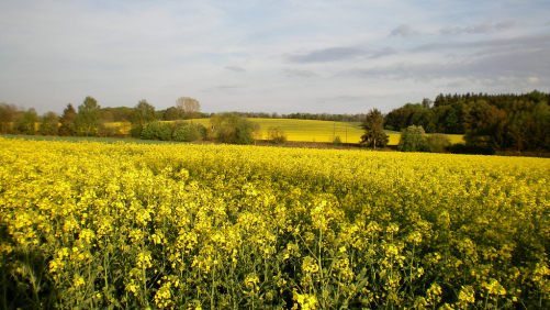 Bayer’s TruFlex Canola Approved by China
