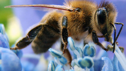 Honey Bees and Climate Change: A Hypothesis