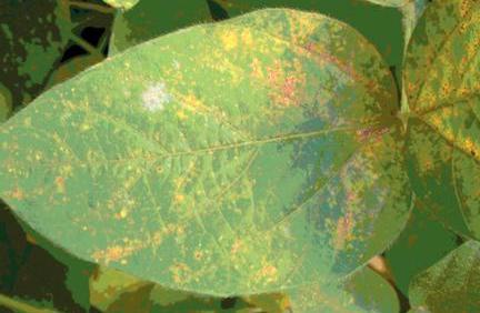 Sumitomo Acquires Fungicide from Bayer