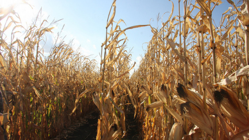 Syngenta Licenses ACE Cellulosic Ethanol Technology