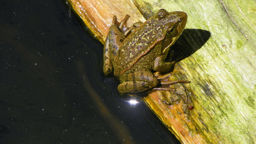CropLife America: ‘Potential Progress’ in Recent Endangered Species Act Settlements
