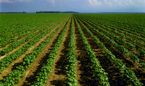 Precision Agriculture to Improve Nutrient Use Efficiency in Brazil