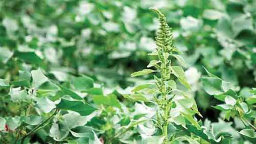 Top 5 Ways Pigweed Spreads – And What You Can Do About It