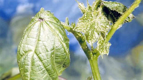 Nichino America Gets EPA Approval for Insecticide