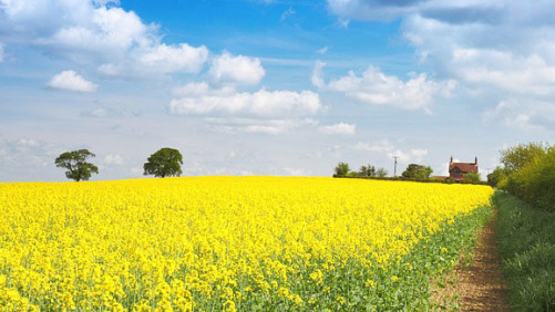 BASF Launches New Fungicide Seed Treatment to Australian Canola Growers