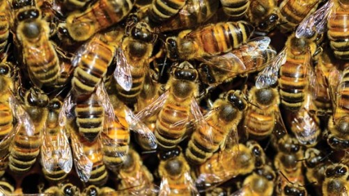 EPA Issues Long-Term Registration for Sulfoxaflor