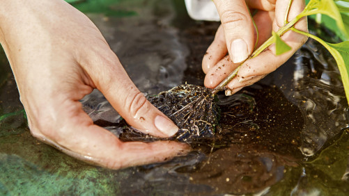 U.S. Farm Bill Draft Defines Plant Biostimulants for First Time