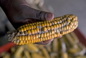 莱索托 Machache 的 Hantsi 村的 Mphatlalatsane 农业合作社今年有大量剩余的玉米投入品，因为许多当地农民认为天气太不稳定而不能冒险种植。图片来源：Eva-Lotta Jansson/IRIN 