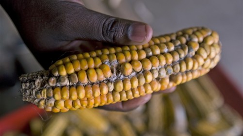 Southern Africa Faces Extensive Crop Failure in 2016