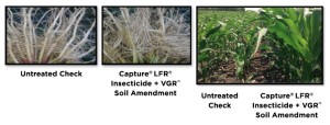 2015 field trials indicate Capture LFR Insecticide with VGR Soil Amendment provides greater vegetative growth, larger root mass and stronger stalks during the critical growth phase when yield potential is maximized. Fast emerging, uniform stands with bigger roots can increase water and nutrient uptake, harvest more sunlight and canopy quicker aiding in weed control. Photo credit: FMC