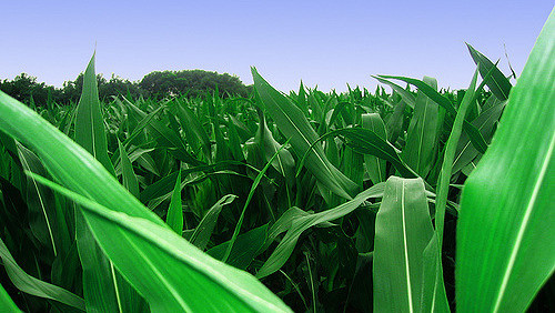 Syngenta implementará genes de milho que otimizam a água em híbridos artesianos