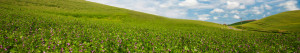 Lentil field image