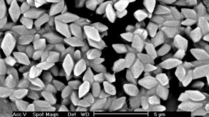 Monsanto: New Breakthrough in Protein Science