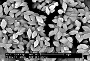 Spores and bipyramidal crystals of Bacillus thuringiensis 