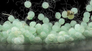 Bayer CropScience Requests EPA Hearing Over Flubendiamide