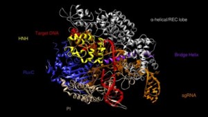 科学家推出更简单、更快速的 CRISPR