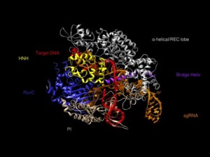 Researchers believe that the CRISPR-Cpf1 system may offer an expanded set of benefits for advancing and delivering improved agricultural products than the CRISPR-Cas9 system.  Pictured: Structure of the Cas9 protein used in gene editing; credit: UC Berkeley