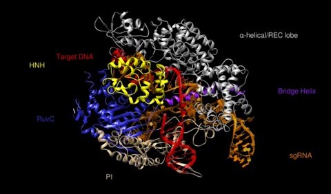 Monsanto Licenses CRISPR-Cas from MIT, Harvard