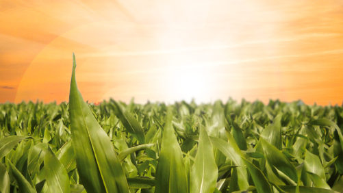 Taking Stock in the Future of Biopesticides