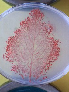 在 NewLeaf 测试过的所有植物中都发现了粉红色的兼性甲基营养菌 (PPFM)。