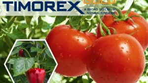 Stockton’s Timorex Gold Registered in Florida