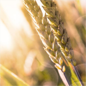 Weizenähren 小麦穗