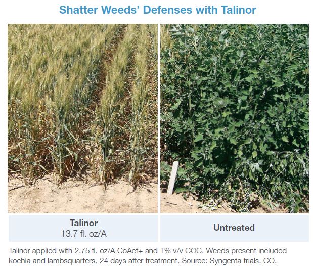 shatter-weeds-defenses-with-talinor-herbicide