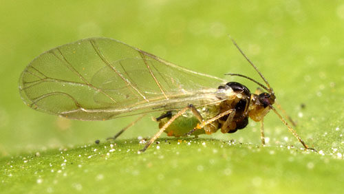 Arysta, DuPont to Develop New Insecticides Based on Rynaxypyr