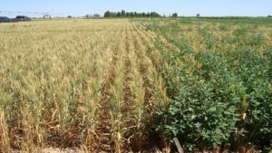 Syngenta’s Talinor Herbicide Receives EPA Approval