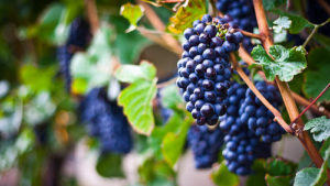 Stockton Gets Biofungicide Registration in New Zealand