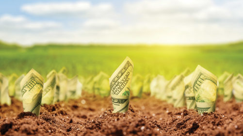 Los agricultores analizan los costos a medida que disminuye la superficie de cultivos importantes