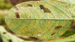 Brazil Suspends 63 Fungicides Targeting Asian Soybean Rust