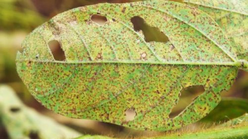 Brazil Suspends 63 Fungicides Targeting Asian Soybean Rust