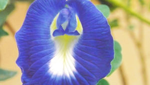 Bi-PA Invests in Innovate AG’s Novel Bioinsecticide