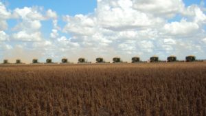 ADAMA Posts Stronger Results on Brazil, Higher Pricing