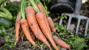 AHDB: Herbicide Linuron Loss ‘Blow To Growers’