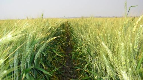 Arysta LifeScience Canada Launches New Herbicide for Wheat