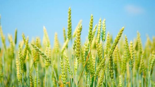 Ucrania controlará el contenido de clorpirifos, clorpirifos-metilo en productos agrícolas