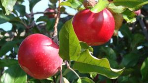 Godrej Agrovet Launches New Pesticide Hanabi for Apple Farmers in India
