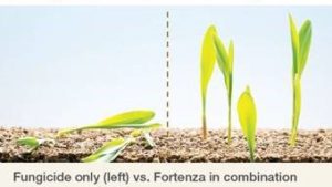 Syngenta Seed Treatment Insecticide Gets EPA Approval
