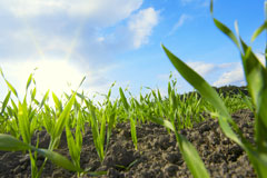 Bayer Enters Research Agreement in China to Improve Wheat Yields