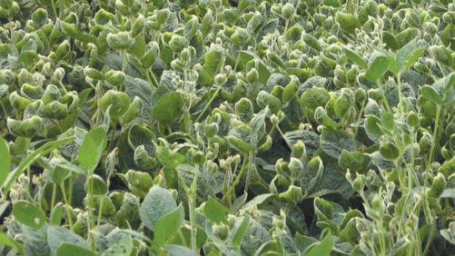 EPA define ações regulatórias sobre Dicamba para 2018