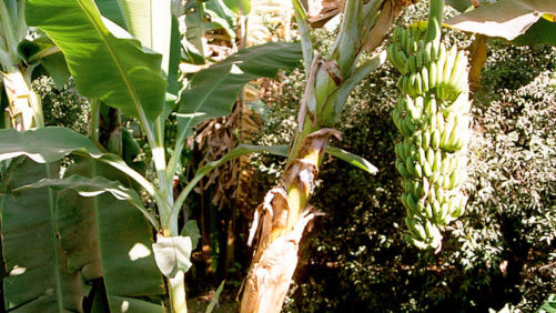 Stockton Signs Distribution Agreement with Duwest Dominicana