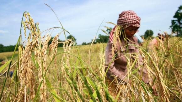 EU Delays Ban of Fungicide in Cambodian Rice - AgriBusiness Global