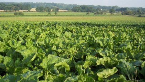 Bayer and KWS Grant First License for Herbicide-Tolerant Sugarbeet to SESVanderHave