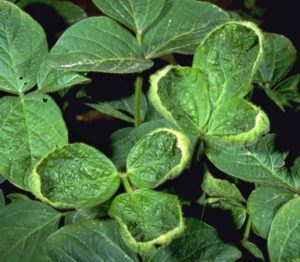 Arkansas Plant Board Votes to Ban Dicamba -- Now What?