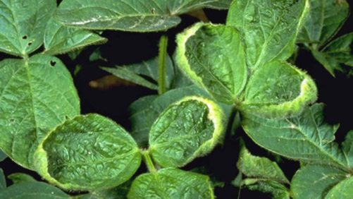 Arkansas Plant Board Backs 2018 Regulatory Changes for Dicamba