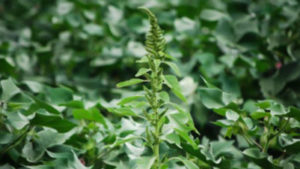 The Benefits of Underutilized Chemistry in Mint: Everything Old Is New Again