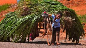 Why Indian Agriculture Is Not on Permanent Decline